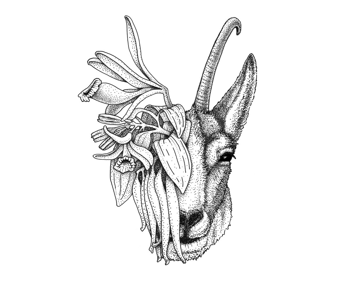Illustration